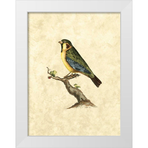 Selby Birds II White Modern Wood Framed Art Print by Selby, John