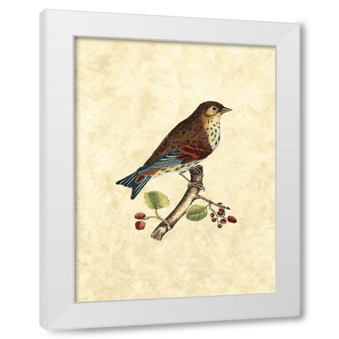 Selby Birds III White Modern Wood Framed Art Print by Selby, John