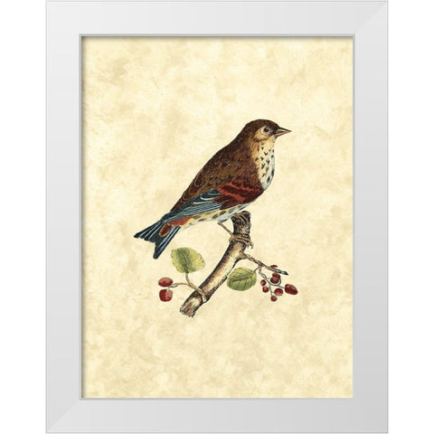 Selby Birds III White Modern Wood Framed Art Print by Selby, John