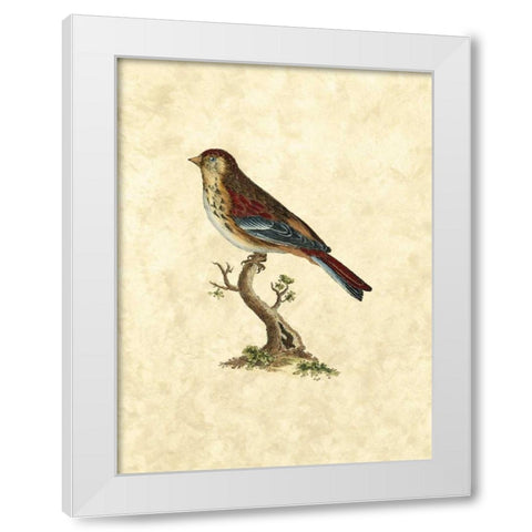 Selby Birds IV White Modern Wood Framed Art Print by Selby, John