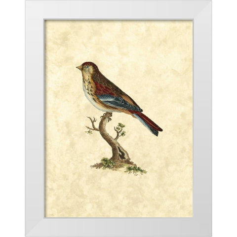Selby Birds IV White Modern Wood Framed Art Print by Selby, John