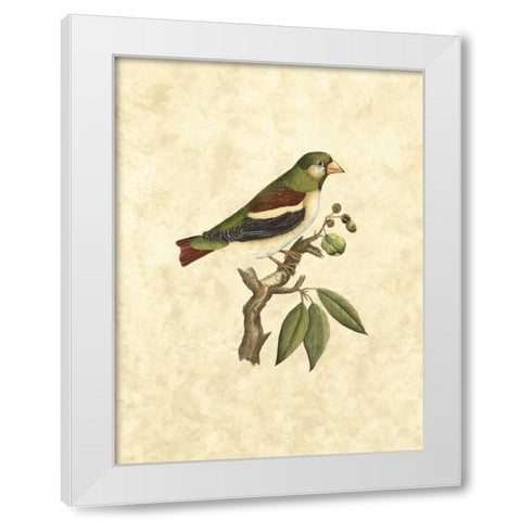Selby Birds V White Modern Wood Framed Art Print by Selby, John