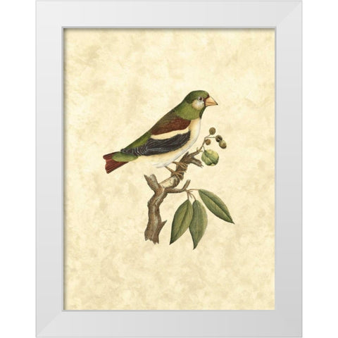 Selby Birds V White Modern Wood Framed Art Print by Selby, John
