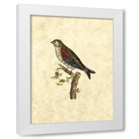 Selby Birds VI White Modern Wood Framed Art Print by Selby, John