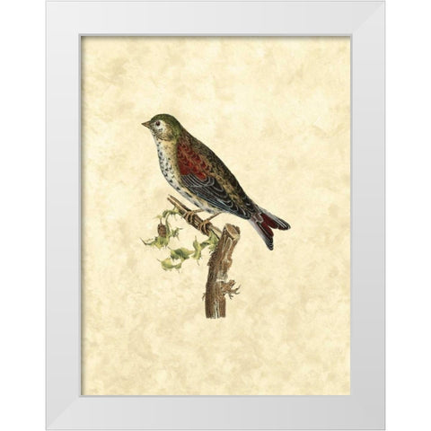 Selby Birds VI White Modern Wood Framed Art Print by Selby, John