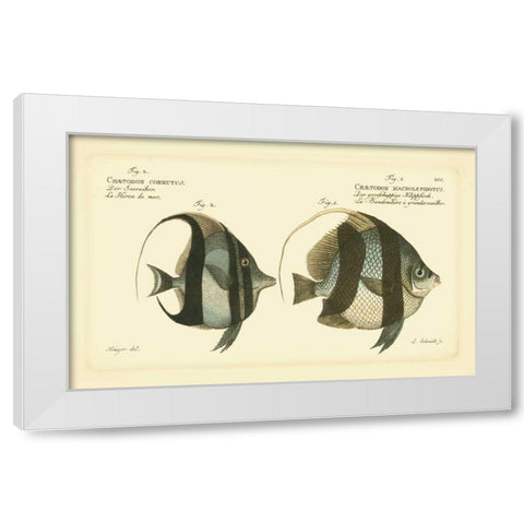 Bloch Antique Fish I White Modern Wood Framed Art Print by Bloch