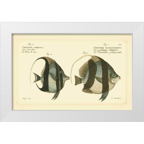 Bloch Antique Fish I White Modern Wood Framed Art Print by Bloch