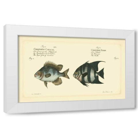 Bloch Antique Fish II White Modern Wood Framed Art Print by Bloch