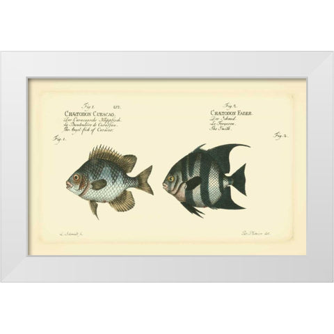 Bloch Antique Fish II White Modern Wood Framed Art Print by Bloch
