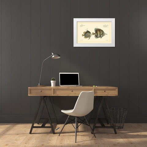 Bloch Antique Fish III White Modern Wood Framed Art Print by Bloch