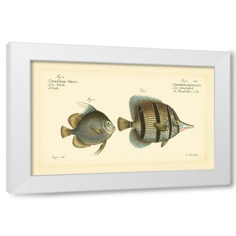 Bloch Antique Fish III White Modern Wood Framed Art Print by Bloch