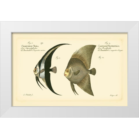 Bloch Antique Fish IV White Modern Wood Framed Art Print by Bloch