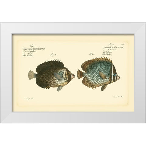 Bloch Antique Fish V White Modern Wood Framed Art Print by Bloch