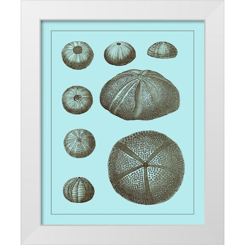Tinted Shells on Aqua II White Modern Wood Framed Art Print by Vision Studio