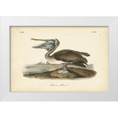 Audubons Brown Pelican White Modern Wood Framed Art Print by Audubon, John James