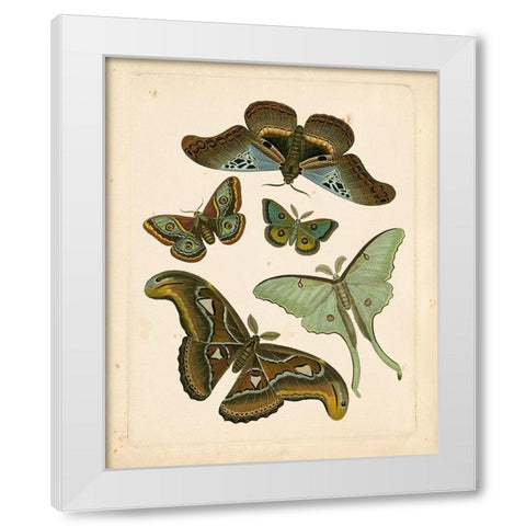Antique Entomology II White Modern Wood Framed Art Print by Vision Studio