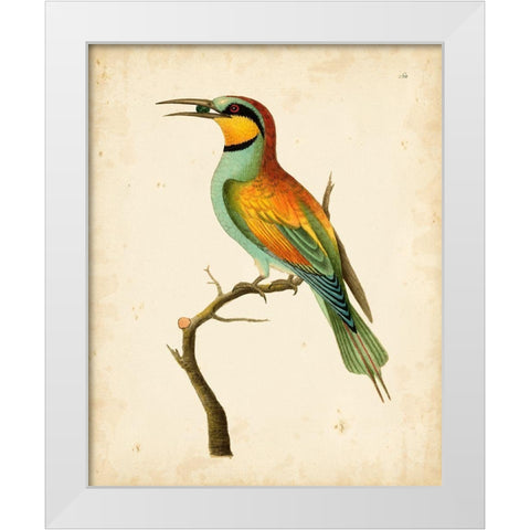 Nodder Tropical Bird I White Modern Wood Framed Art Print by Nodder, Frederick P.