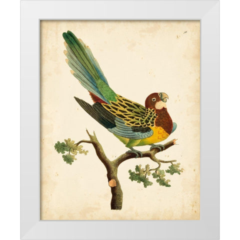 Nodder Tropical Bird II White Modern Wood Framed Art Print by Nodder, Frederick P.