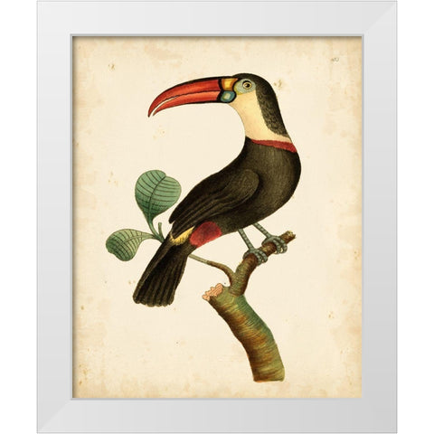 Nodder Tropical Bird III White Modern Wood Framed Art Print by Nodder, Frederick P.