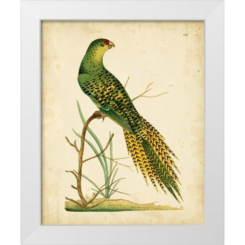 Nodder Tropical Bird IV White Modern Wood Framed Art Print by Nodder, Frederick P.