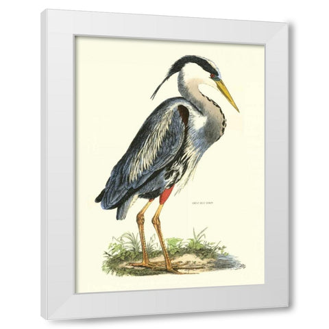 Great Blue Heron White Modern Wood Framed Art Print by Selby, John