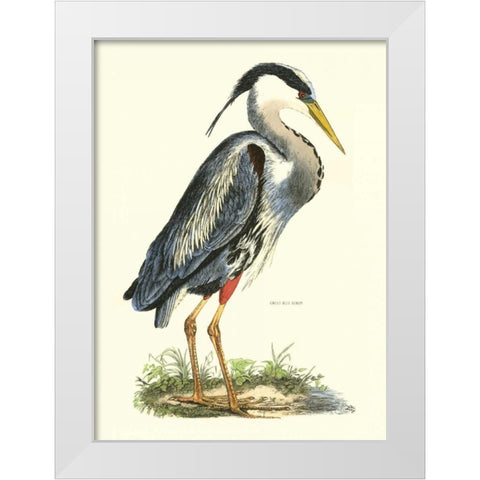 Great Blue Heron White Modern Wood Framed Art Print by Selby, John