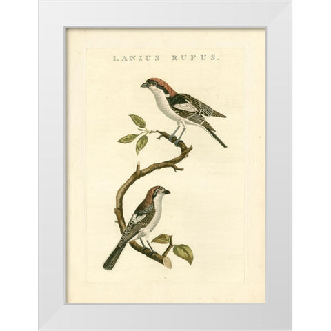 Nozeman Birds I White Modern Wood Framed Art Print by Nozeman