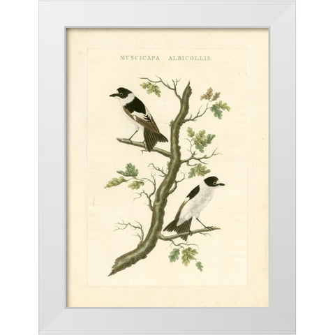 Nozeman Birds IV White Modern Wood Framed Art Print by Nozeman