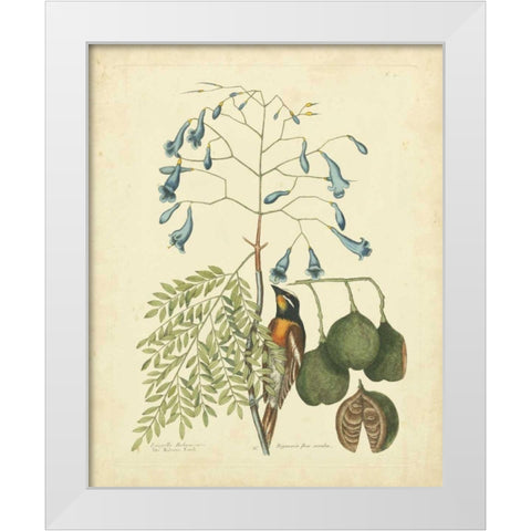 Catesby Bird and Botanical II White Modern Wood Framed Art Print by Catesby, Mark