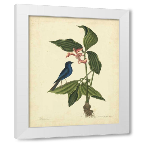 Catesby Bird and Botanical IV White Modern Wood Framed Art Print by Catesby, Mark