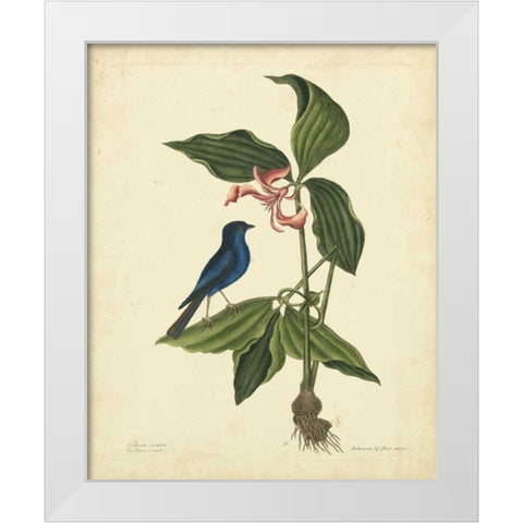 Catesby Bird and Botanical IV White Modern Wood Framed Art Print by Catesby, Mark
