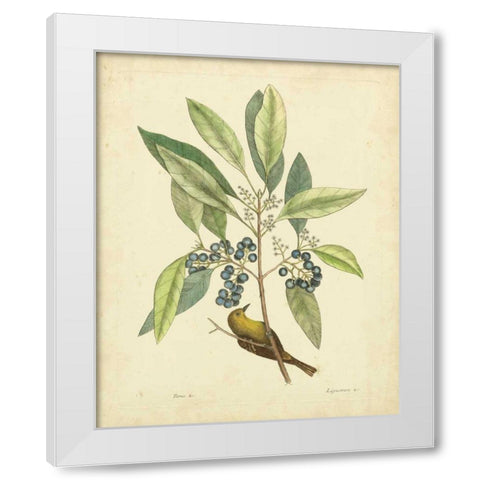 Catesby Bird and Botanical V White Modern Wood Framed Art Print by Catesby, Mark