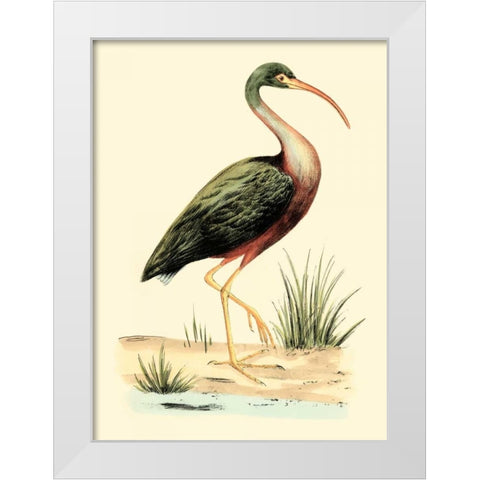Water Birds I White Modern Wood Framed Art Print by Meyer, H.L.