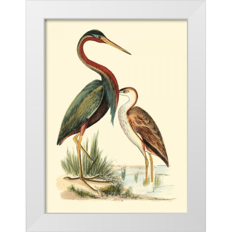 Water Birds III White Modern Wood Framed Art Print by Meyer, H.L.
