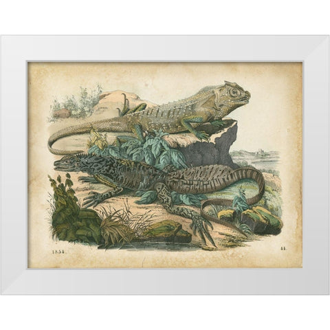 Natures Gathering VI White Modern Wood Framed Art Print by Wiek, John