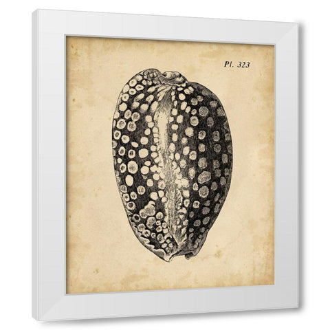 Vintage Diderot Shell II White Modern Wood Framed Art Print by Vision Studio