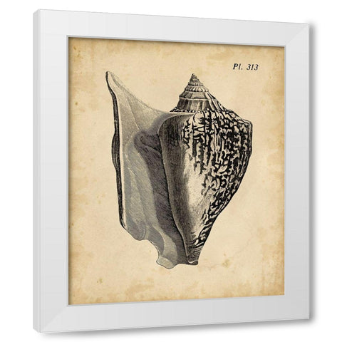 Vintage Diderot Shell III White Modern Wood Framed Art Print by Vision Studio