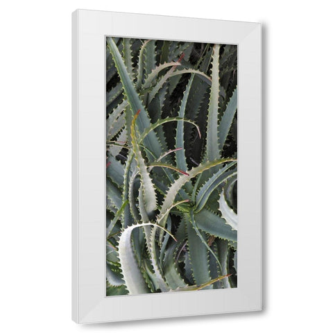 Prickly Cactus White Modern Wood Framed Art Print by Perry, Rachel