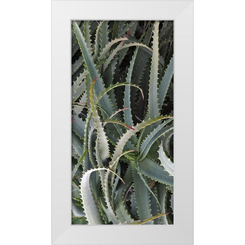 Prickly Cactus White Modern Wood Framed Art Print by Perry, Rachel