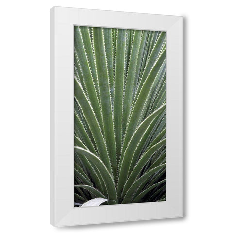 Cactus Celery White Modern Wood Framed Art Print by Perry, Rachel