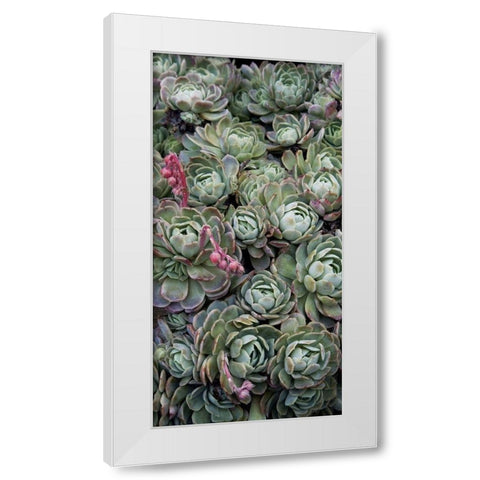 Ice Plant Clovers White Modern Wood Framed Art Print by Perry, Rachel