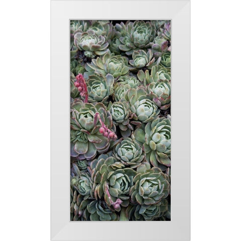 Ice Plant Clovers White Modern Wood Framed Art Print by Perry, Rachel