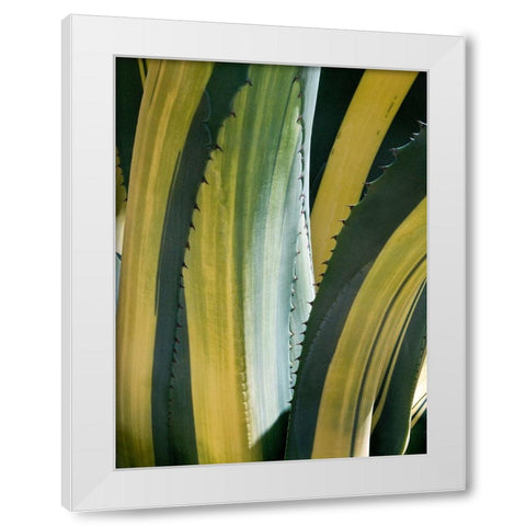 Variegated Agave I White Modern Wood Framed Art Print by Perry, Rachel