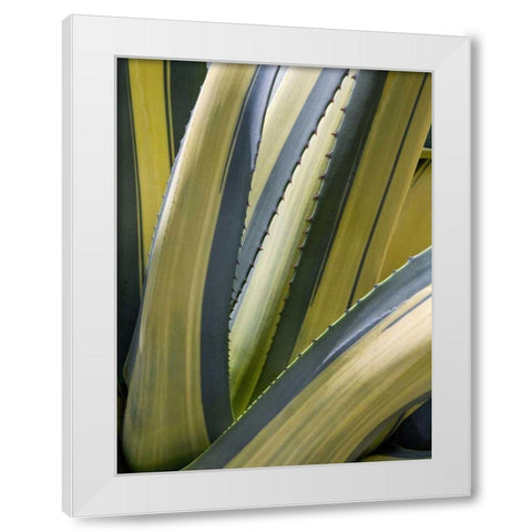 Variegated Agave II White Modern Wood Framed Art Print by Perry, Rachel