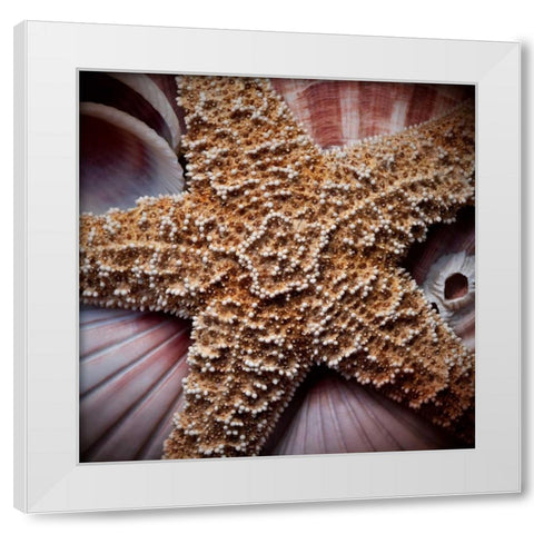Macro Shells I White Modern Wood Framed Art Print by Perry, Rachel