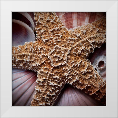Macro Shells I White Modern Wood Framed Art Print by Perry, Rachel