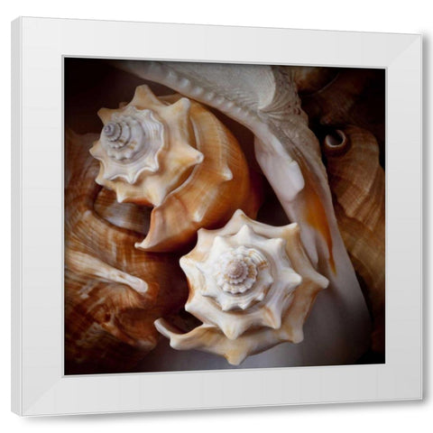 Macro Shells III White Modern Wood Framed Art Print by Perry, Rachel