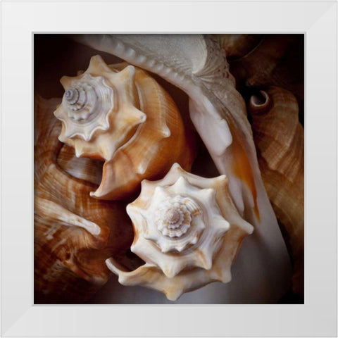 Macro Shells III White Modern Wood Framed Art Print by Perry, Rachel
