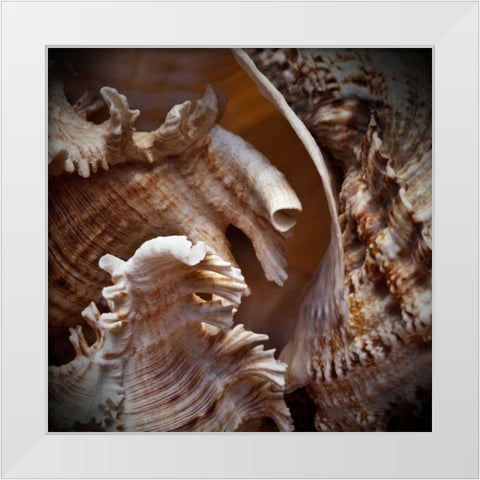 Macro Shells IV White Modern Wood Framed Art Print by Perry, Rachel