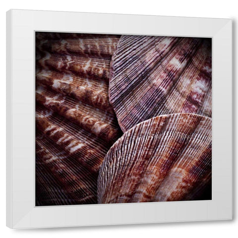 Macro Shells V White Modern Wood Framed Art Print by Perry, Rachel